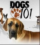 101 Nagykutya 1. évad (2010) online sorozat